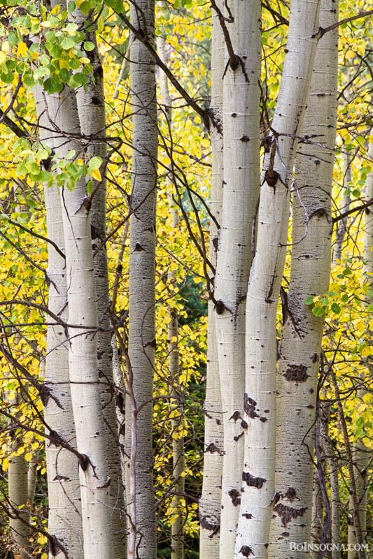 Aspen Trees in Autumn Color Portrait View Art Print